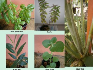 plantes médicinales